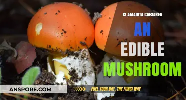 Amanita Caesarea: Edible Delicacy or Toxic Look-Alike?