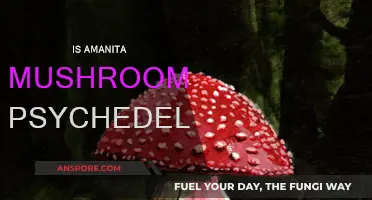 Amanita: The Ultimate Psychedelic Mushroom Experience