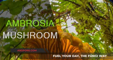 Mushroom Ambrosia: A Tasty and Healthy Treat