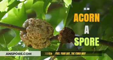 Are Acorns Spores? Unraveling the Mystery of Oak Tree Reproduction