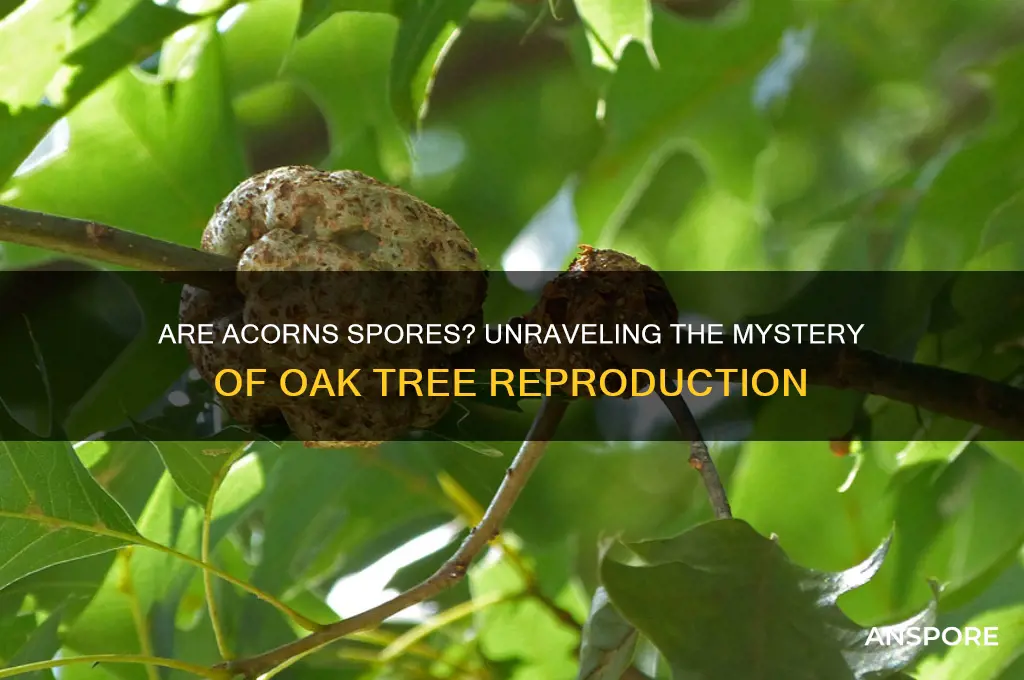 is an acorn a spore