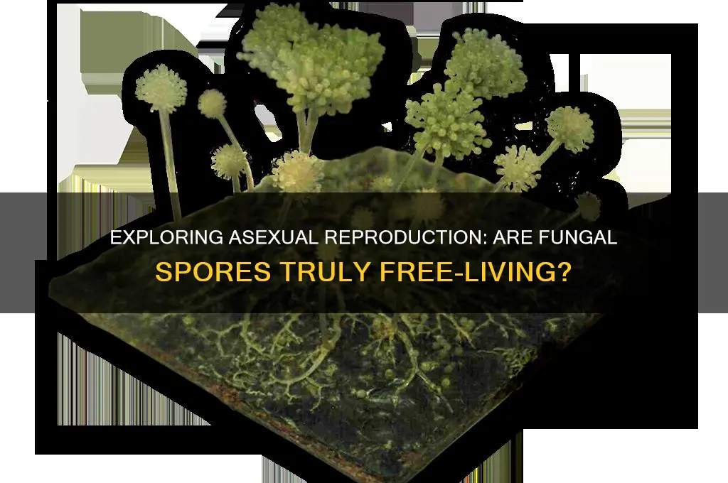is an asexual free fungal spore