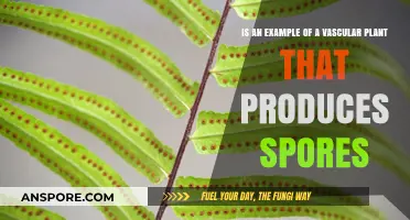 Ferns: A Vascular Plant Producing Spores for Reproduction