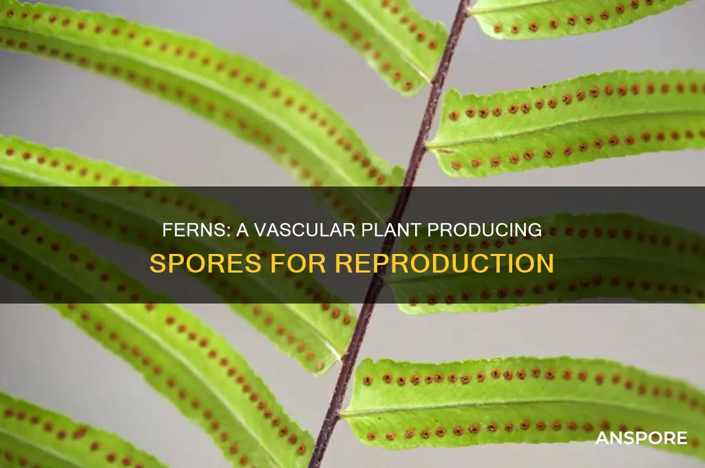 is an example of a vascular plant that produces spores