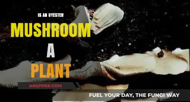 Are Oyster Mushrooms Plants? Unraveling Their Biological Classification