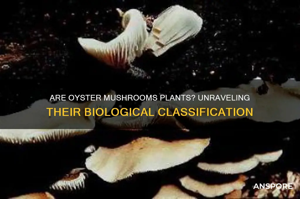 is an oyester mushroom a plant