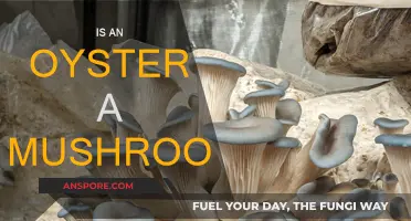 Mushroom or Mollusk: Oyster's Identity Crisis