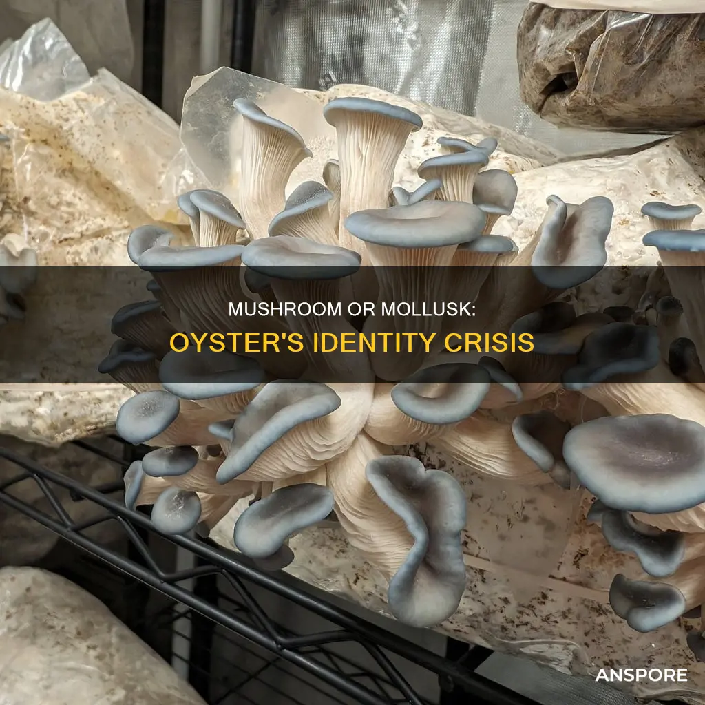 is an oyster a mushroom