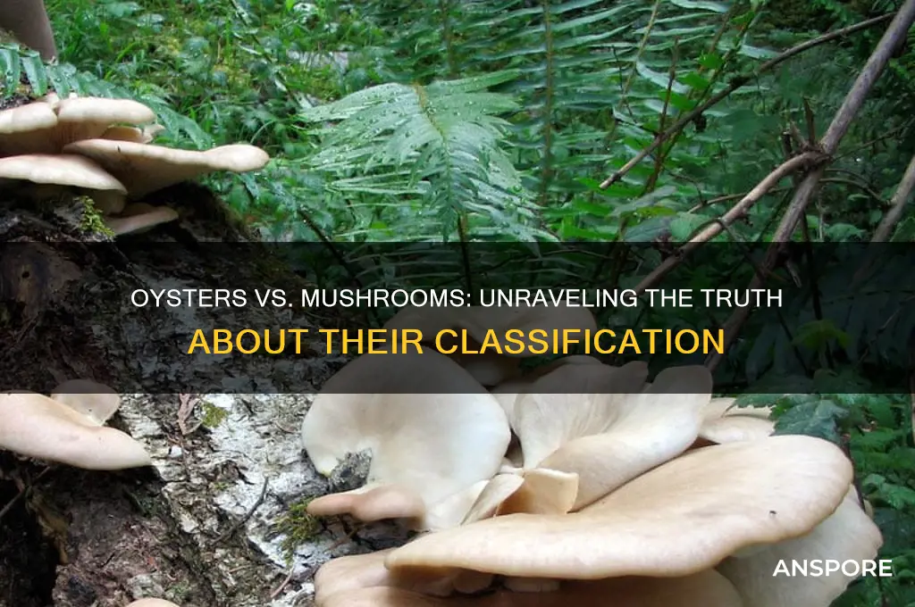 is an oyster a type of mushroom