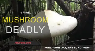 Angel Mushroom: Deadly or Not?