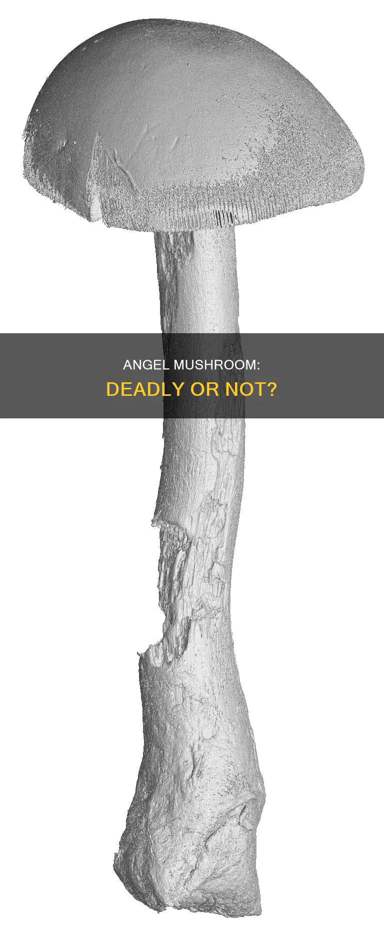 is angel mushroom deadly