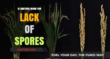 Understanding Asexual Reproduction: Exploring the Term for Lack of Spores