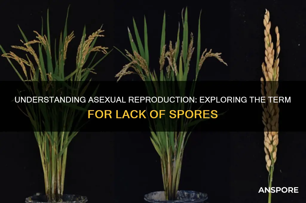 is another word for lack of spores
