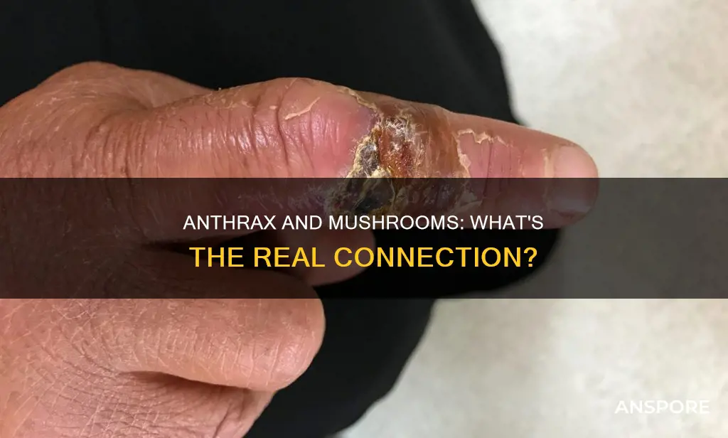 is anthrax a mushroom