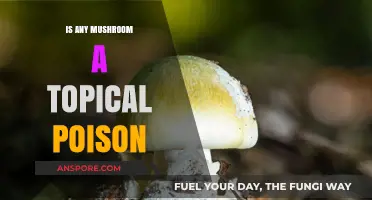 Are All Mushrooms Topical Poisons? Unveiling Skin Contact Risks