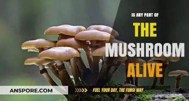 Are Mushrooms Alive? Exploring the Living Parts of Fungi