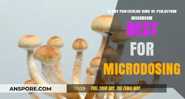Best Psilocybin Mushroom Strains for Effective Microdosing: A Guide