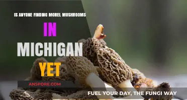 Michigan Morel Mushroom Hunt: Are Foragers Finding Success Yet?