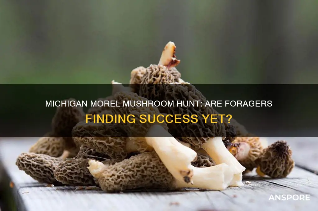 is anyone finding morel mushrooms in michigan yet