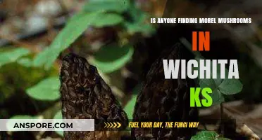 Wichita Morel Mushroom Hunt: Are Locals Finding Success in 2023?