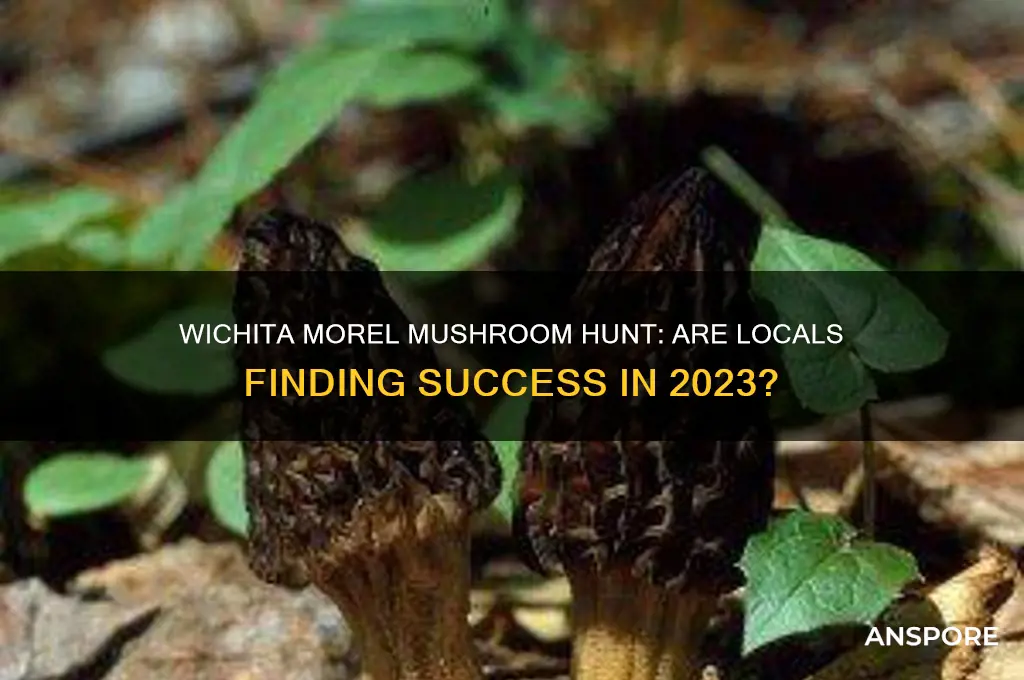 is anyone finding morel mushrooms in wichita ks