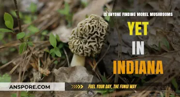 Indiana Morel Mushroom Hunt: Early Findings and Foraging Tips