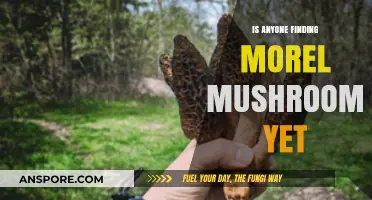 Morel Mushroom Hunt: Are Foragers Spotting Them Yet?