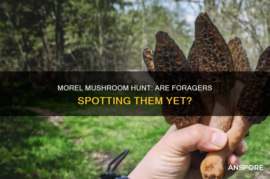 is anyone finding morel mushrooms yet