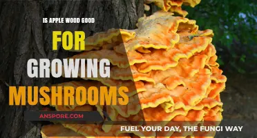 Is Apple Wood Ideal for Mushroom Cultivation? A Comprehensive Guide