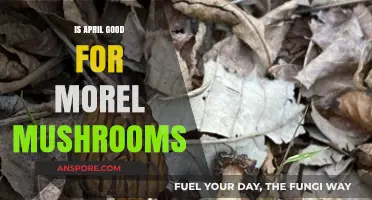 April Morel Mushroom Hunting: Ideal Conditions or Missed Opportunity?