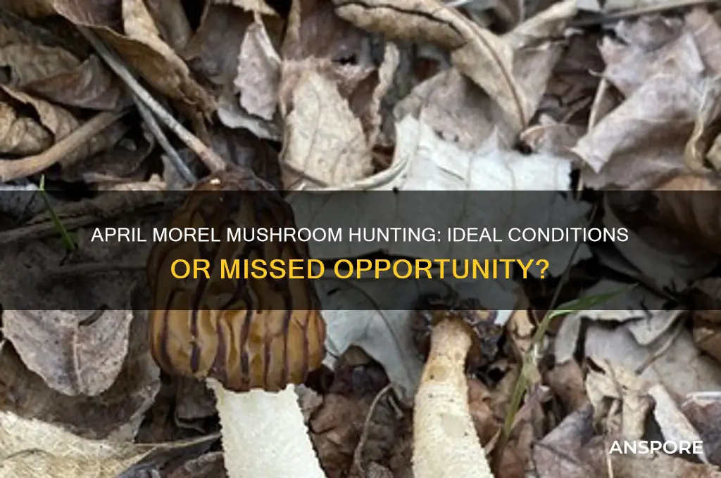 is april good for morel mushrooms