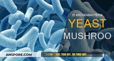 The Evolution of Archaebacteria, Yeast, and Mushrooms