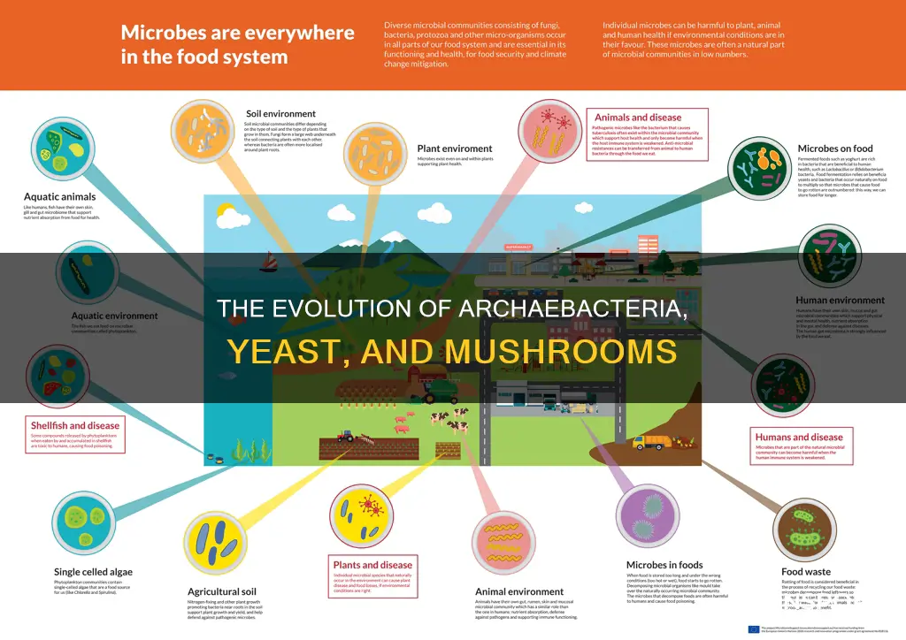 is archeabacteria yeast mushrooms