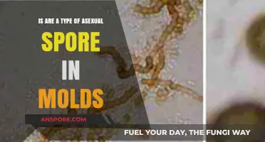 Understanding Mold Spores: Are They Asexual Spores in Fungi?