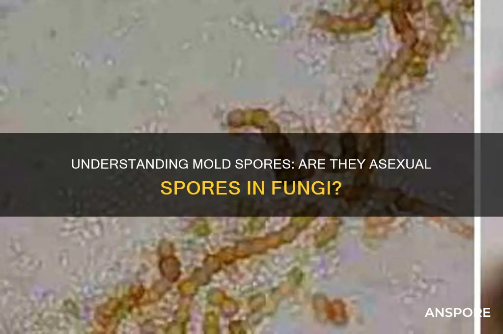 is are a type of asexual spore in molds