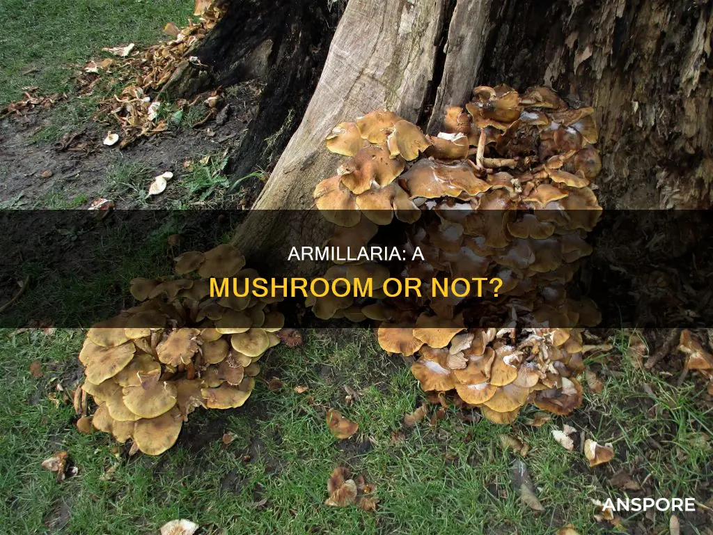 is armillaria a mushroom