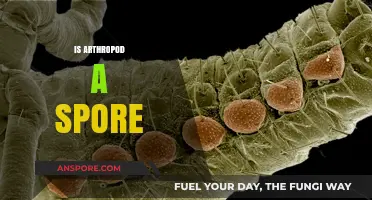 Are Arthropods Spores? Unraveling the Myth and Science Behind It