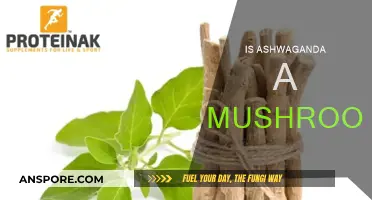 Ashwagandha: Mushroom or Not?