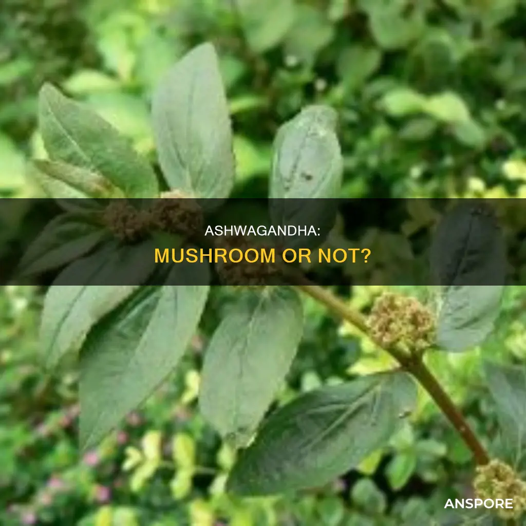 is ashwaganda a mushroom