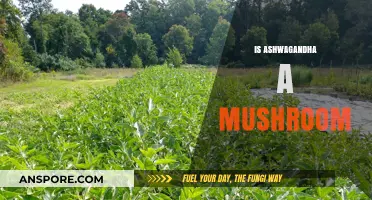 Ashwagandha: Mushroom or Not?