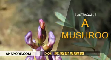 Astragalus: Herb or Mushroom?
