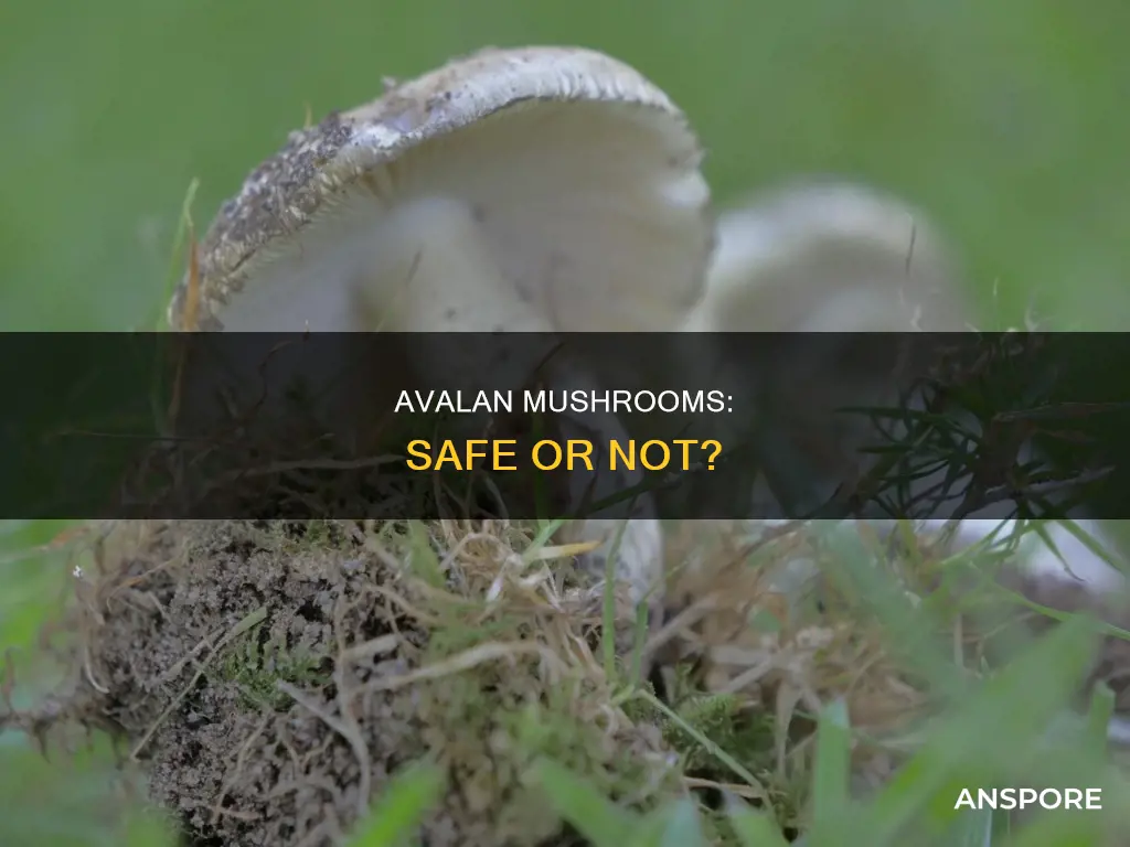 is avalan mushroom safe zsite