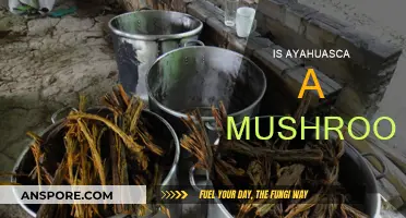 Ayahuasca and Mushrooms: Exploring Their Relationship
