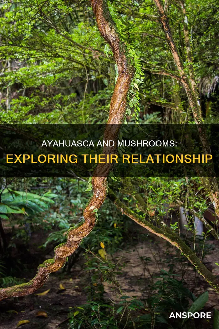 is ayahuasca a mushroom