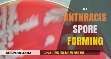 Understanding B. Anthracis: The Science Behind Its Spore-Forming Abilities