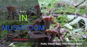 Mushrooms and B12: What's the Connection?