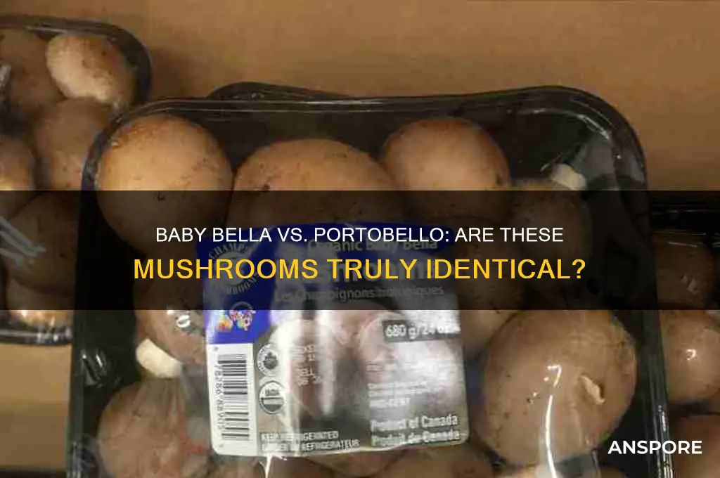 is baby bella mushrooms the same as portobello mushrooms