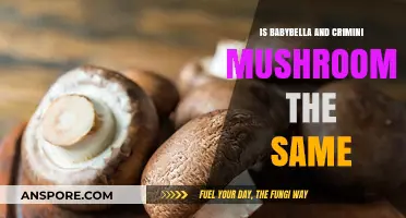 Baby Bella vs. Crimini Mushrooms: Are They Identical or Different?