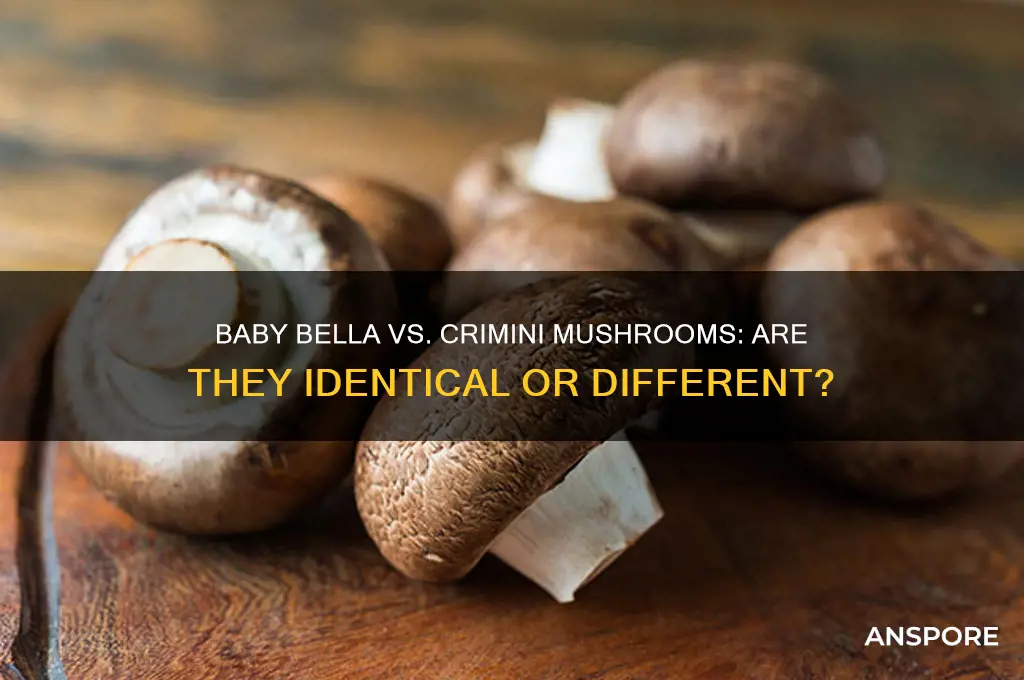 is babybella and crimini mushrooms the same