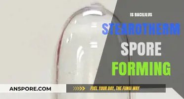 Bacillus Stearothermophilus: Understanding Its Spore-Forming Capabilities and Significance